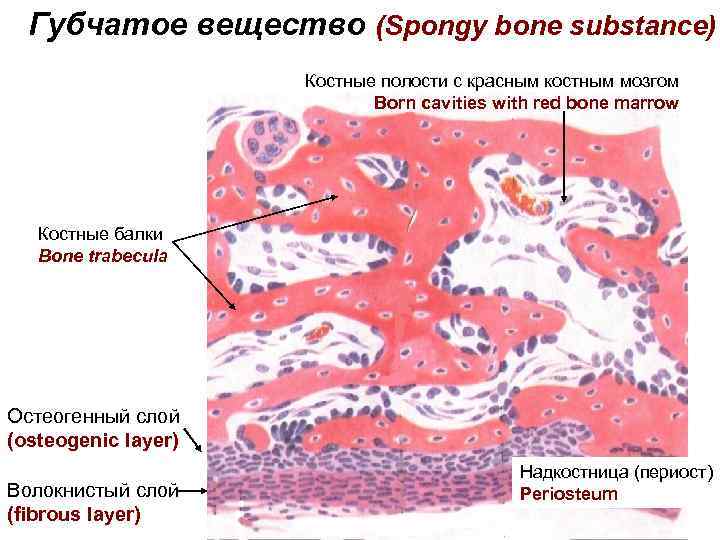 Презентация костная ткань гистология
