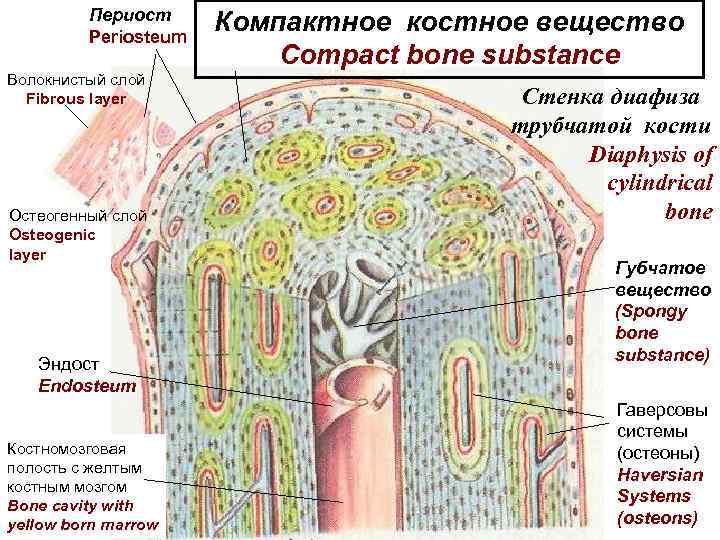 Периост это