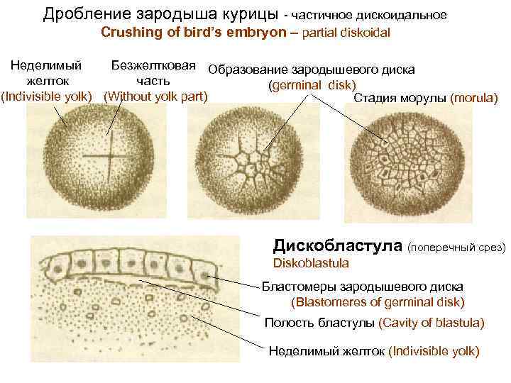 Этапы дробления зародыша