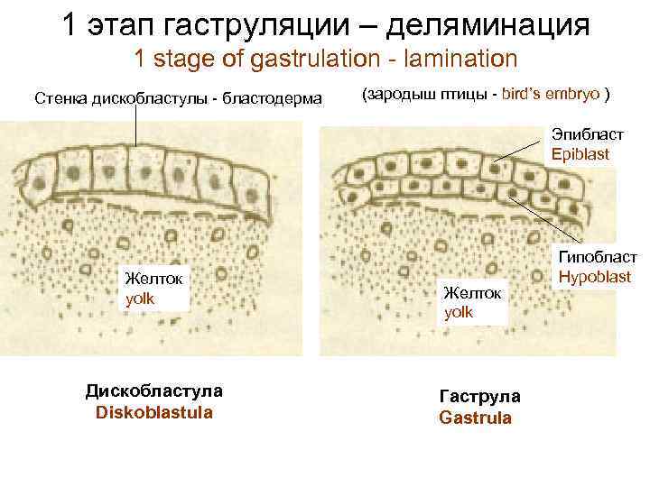 1 этап гаструляции – деляминация 1 stage of gastrulation - lamination Стенка дискобластулы -