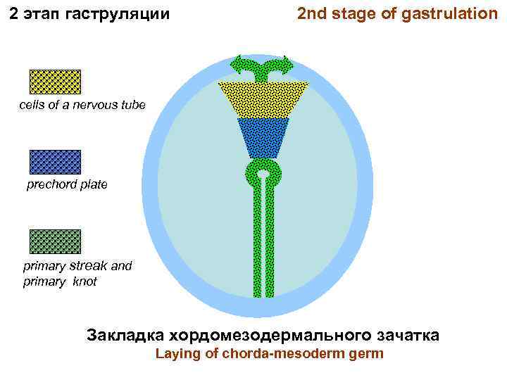 2 этап гаструляции 2 nd stage of gastrulation cells of a nervous tube prechord