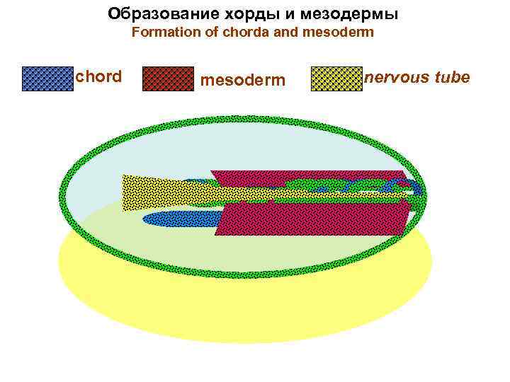 Образование хорды и мезодермы Formation of chorda and mesoderm chord mesoderm nervous tube 
