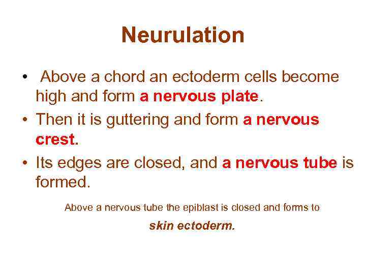 Neurulation • Above a chord an ectoderm cells become high and form a nervous