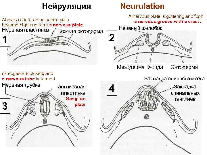 Нейруляция Neurulation A nervous plate is guttering and form a nervous groove with a
