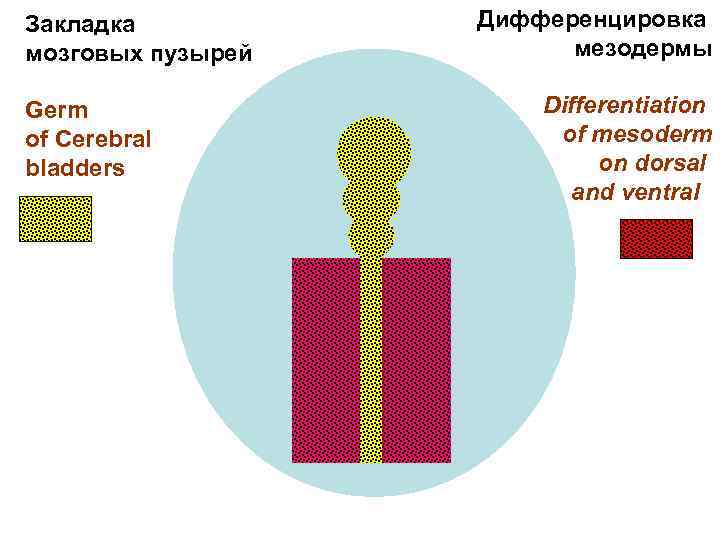 Закладка мозговых пузырей Germ of Cerebral bladders Дифференцировка мезодермы Differentiation of mesoderm on dorsal