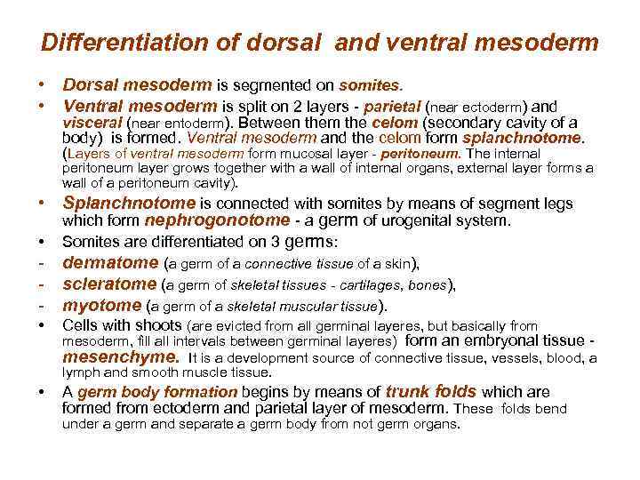 Differentiation of dorsal and ventral mesoderm • Dorsal mesoderm is segmented on somites. •