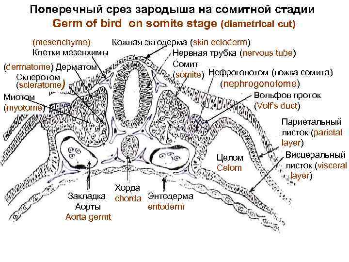 Поперечный срез зародыша на сомитной стадии Germ of bird on somite stage (diametrical cut)
