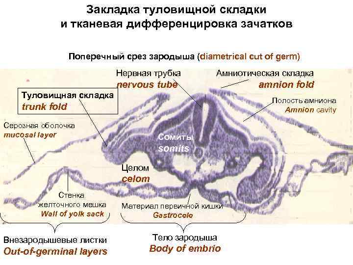 Закладка туловищной складки и тканевая дифференцировка зачатков Поперечный срез зародыша (diametrical cut of germ)