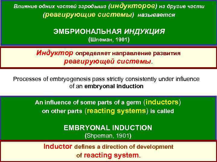Влияние одних частей зародыша (индукторов) на другие части (реагирующие системы) называется ЭМБРИОНАЛЬНАЯ ИНДУКЦИЯ (Шпеман,