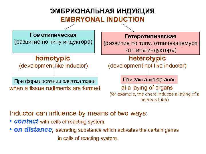 ЭМБРИОНАЛЬНАЯ ИНДУКЦИЯ EMBRYONAL INDUCTION Гомотипическая (развитие по типу индуктора) Гетеротипическая (развитие по типу, отличающемуся