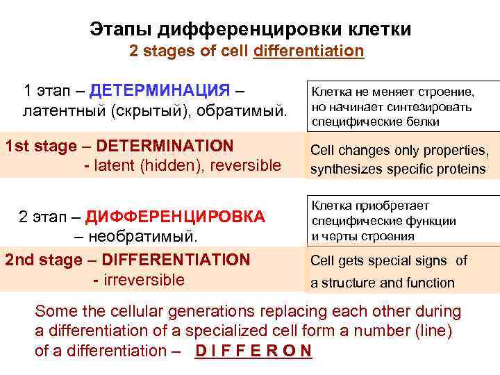 Этапы дифференцировки клетки 2 stages of cell differentiation 1 этап – ДЕТЕРМИНАЦИЯ – латентный