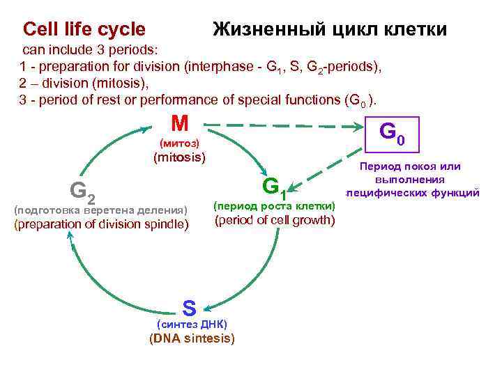 Cell life cycle Жизненный цикл клетки can include 3 periods: 1 - preparation for