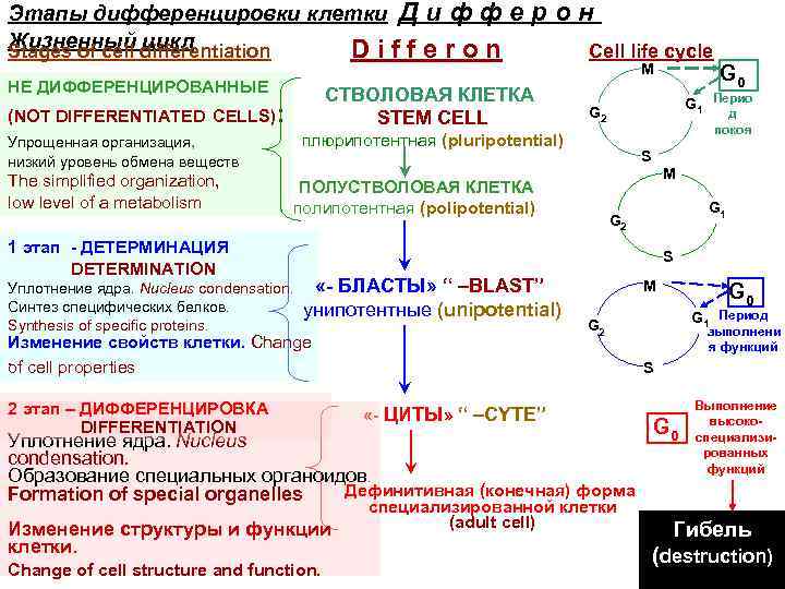 Этапы дифференцировки клетки Д и ф ф Жизненный differentiation цикл Stages of cell Differon