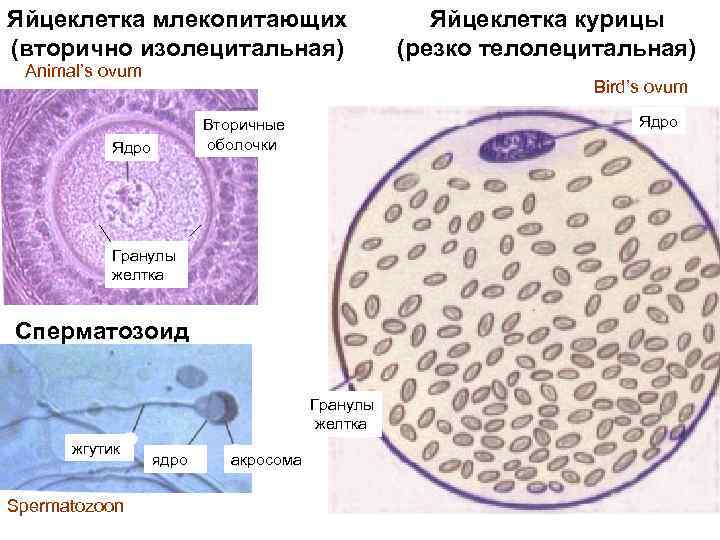Яйцеклетка млекопитающих (вторично изолецитальная) Animal’s ovum Bird’s ovum Ядро Вторичные оболочки Ядро Гранулы желтка