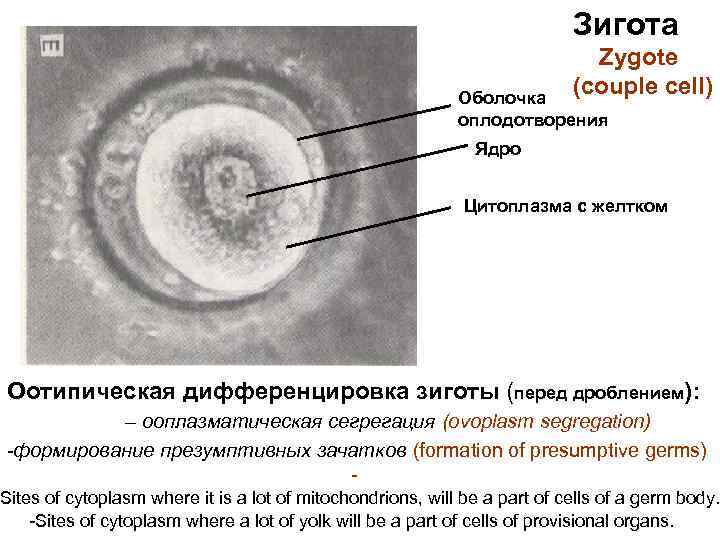 Зигота Zygote (couple cell) Оболочка оплодотворения Ядро Цитоплазма с желтком Оотипическая дифференцировка зиготы (перед