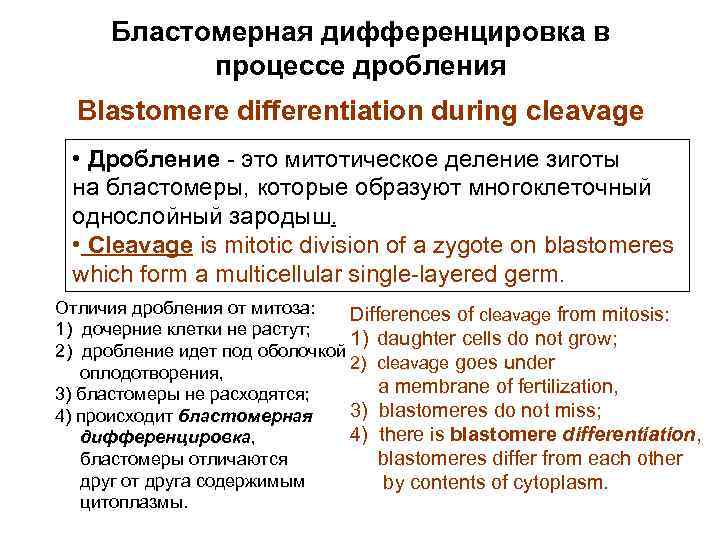 Бластомерная дифференцировка в процессе дробления Blastomere differentiation during cleavage • Дробление - это митотическое