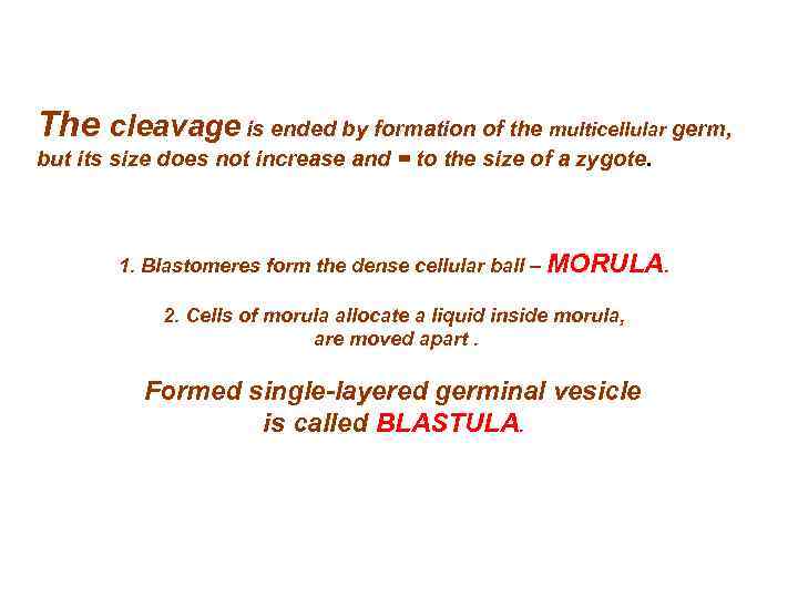 The cleavage is ended by formation of the multicellular germ, but its size does