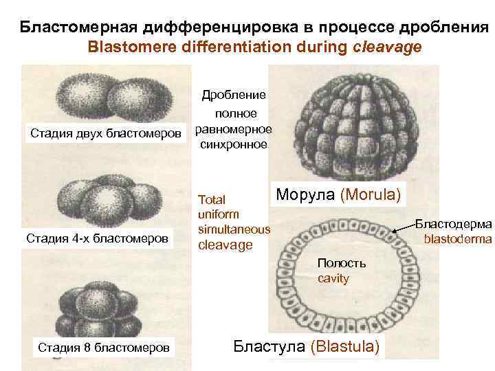 Бластомерная дифференцировка в процессе дробления Blastomere differentiation during cleavage Дробление Стадия двух бластомеров Стадия