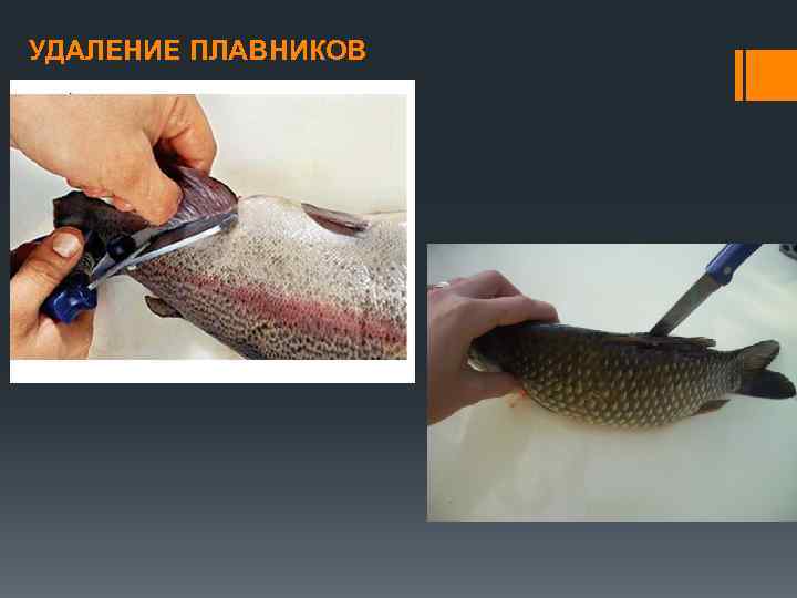 УДАЛЕНИЕ ПЛАВНИКОВ 