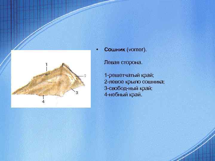  • Сошник (vomer). Левая сторона. 1 -решетчатый край; 2 -левое крыло сошника; 3