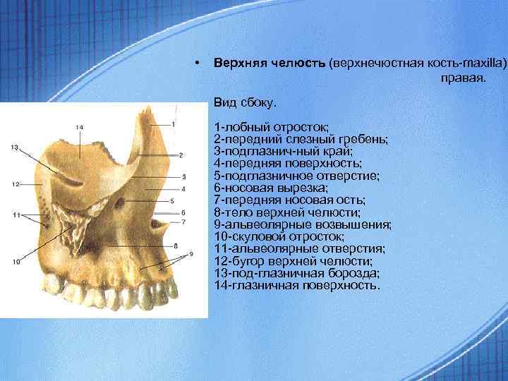  • Верхняя челюсть (верхнечюстная кость-maxilla) правая. Вид сбоку. 1 -лобный отросток; 2 -передний