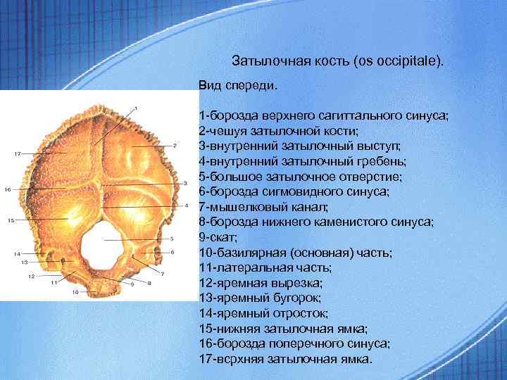 Мыщелок затылочной кости фото