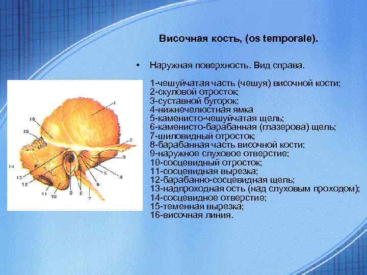 Каменистая ямочка височной кости