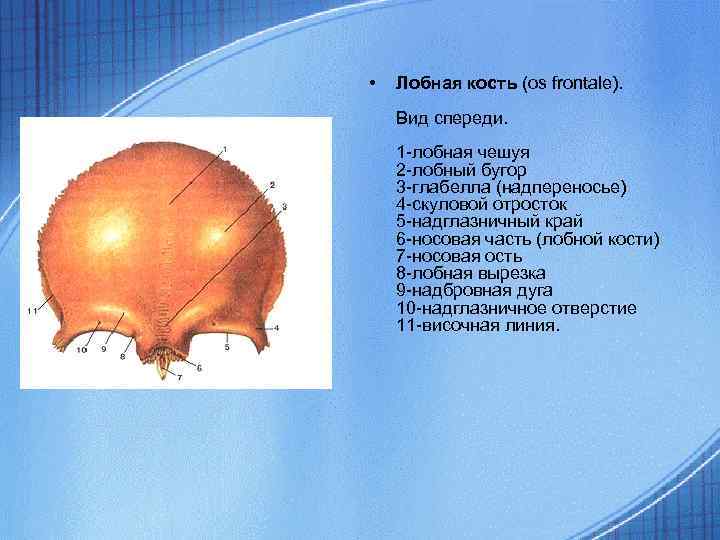 Лобная кость отростки. Носовая ость лобной кости. Лобный угорлобной кости. Надглазничное отверстие лобной кости. Лобная вырезка лобной кости.