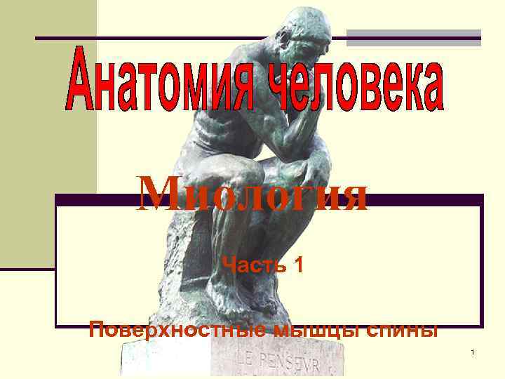 Миология Часть 1 Поверхностные мышцы спины 1 