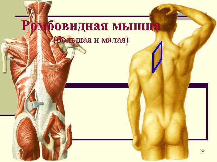 Ромбовидная мышца (большая и малая) 12 