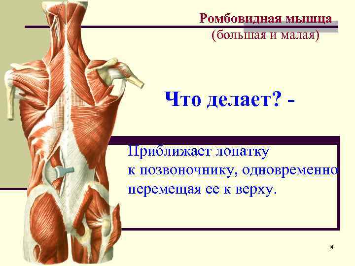 Ромбовидная мышца анатомия картинки спины