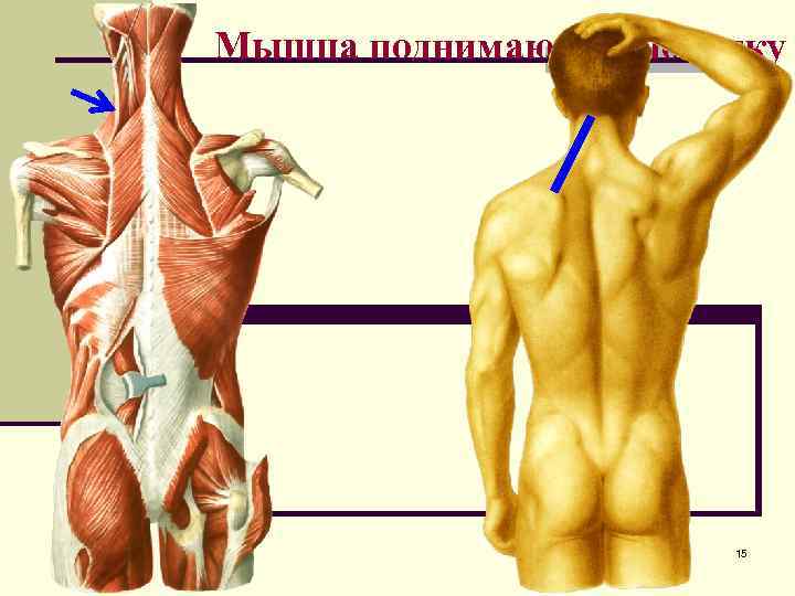 Мышца под лопаткой. Лопаточная мышца спины. Мышцы спины мышца поднимающая лопатку. Мышцы лопатки сзади. Мышцы удерживающие лопатку.