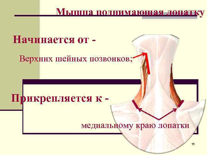 Мышца поднимающая лопатку фото