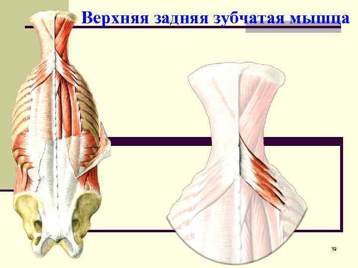 Глубокие мышцы мочеполовой диафрагмы