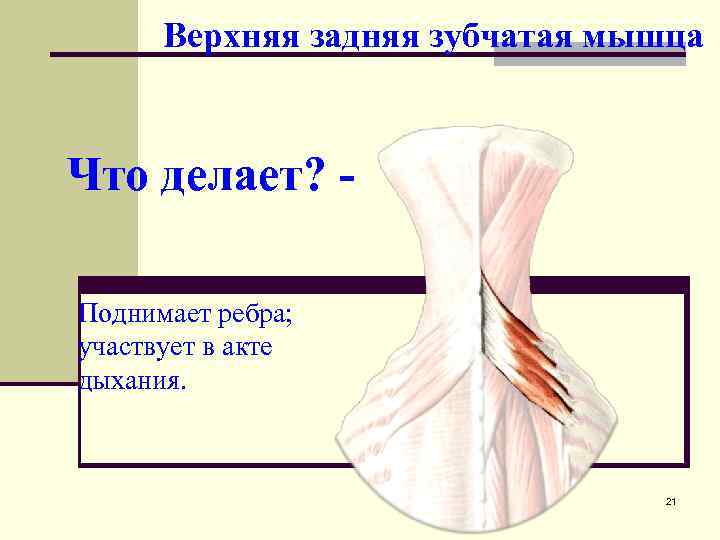 Верхняя задняя зубчатая мышца Что делает? Поднимает ребра; участвует в акте дыхания. 21 