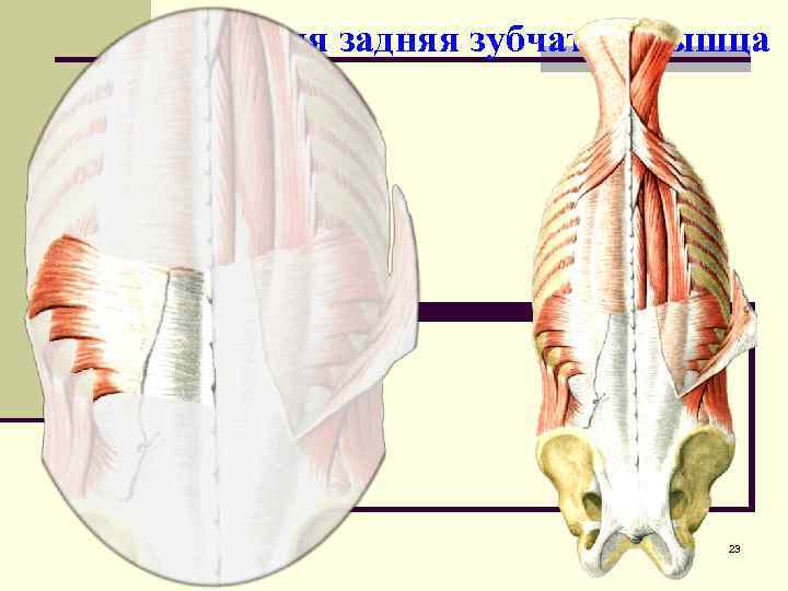 Верхняя задняя зубчатая