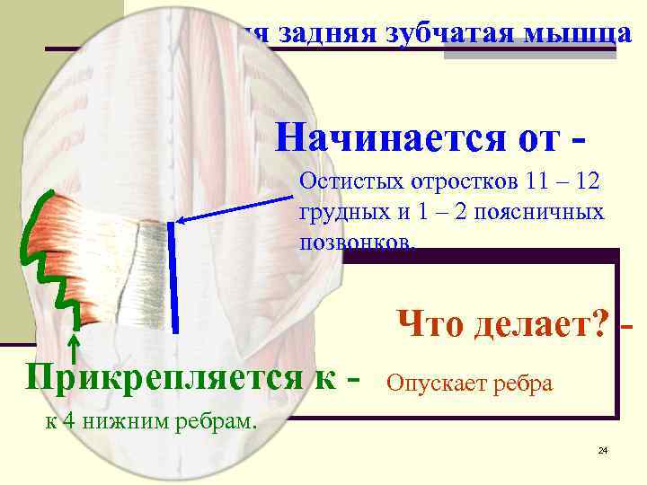 Верхняя задняя зубчатая мышца Начинается от Остистых отростков 11 – 12 грудных и 1