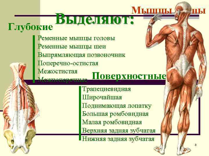 Мышцы спины Выделяют: Глубокие Ременные мышцы головы Ременные мышцы шеи Выпрямляющая позвоночник Поперечно-остистая Межпоперечные