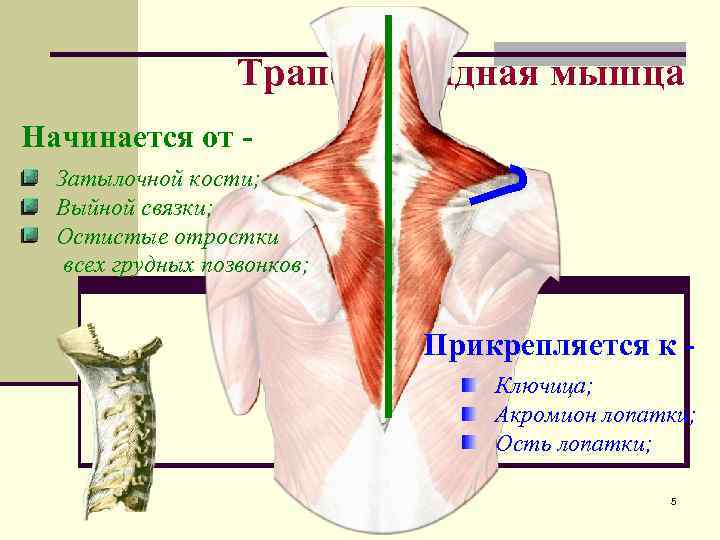 Трапециевидная мышца Начинается от Затылочной кости; Выйной связки; Остистые отростки всех грудных позвонков; Прикрепляется