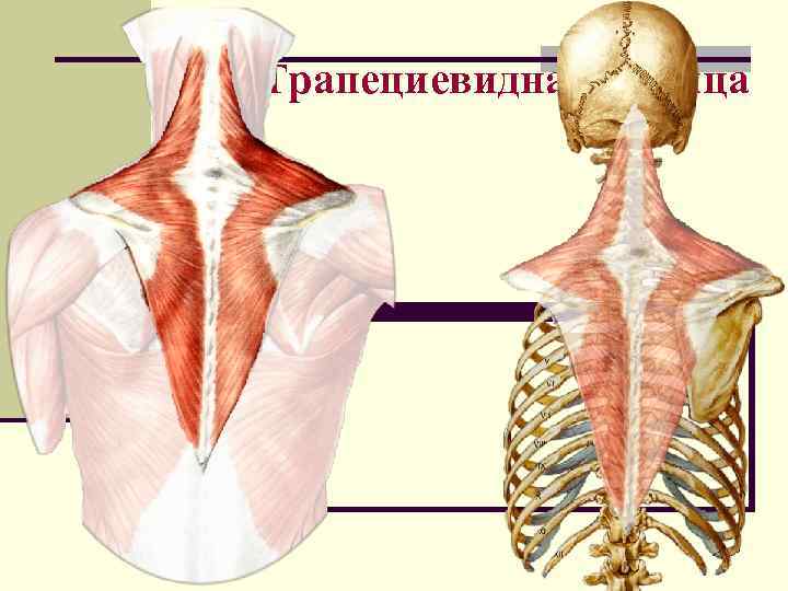 Трапециевидная мышца 6 