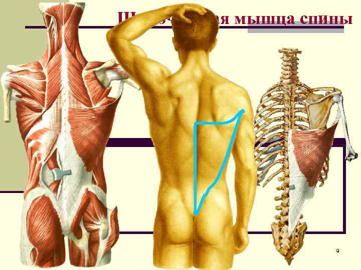 Широчайшая мышца спины анатомия картинки