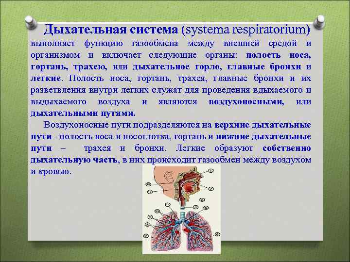 Дыхательная система (systema respiratorium) выполняет функцию газообмена между внешней средой и организмом и включает