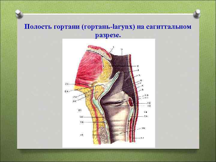 Полость гортани (гортань-larynx) на сагиттальном разрезе. 