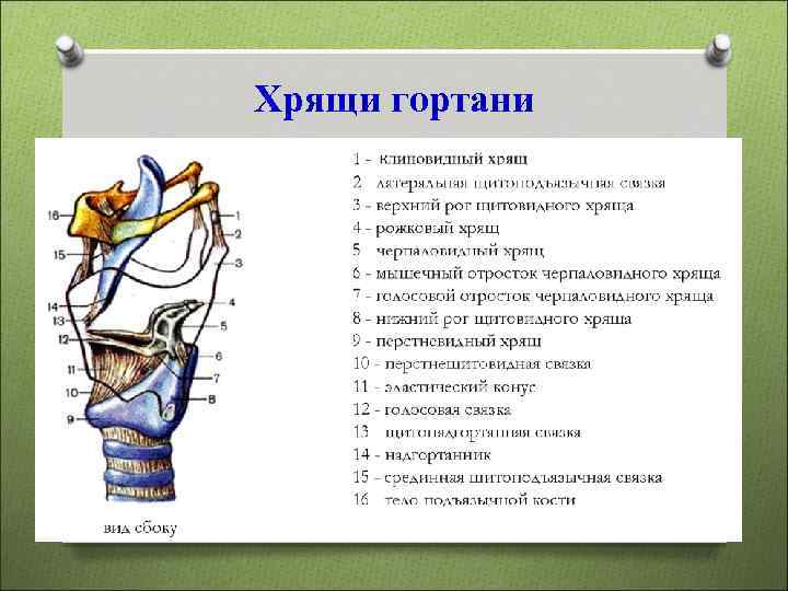 Хрящи гортани 