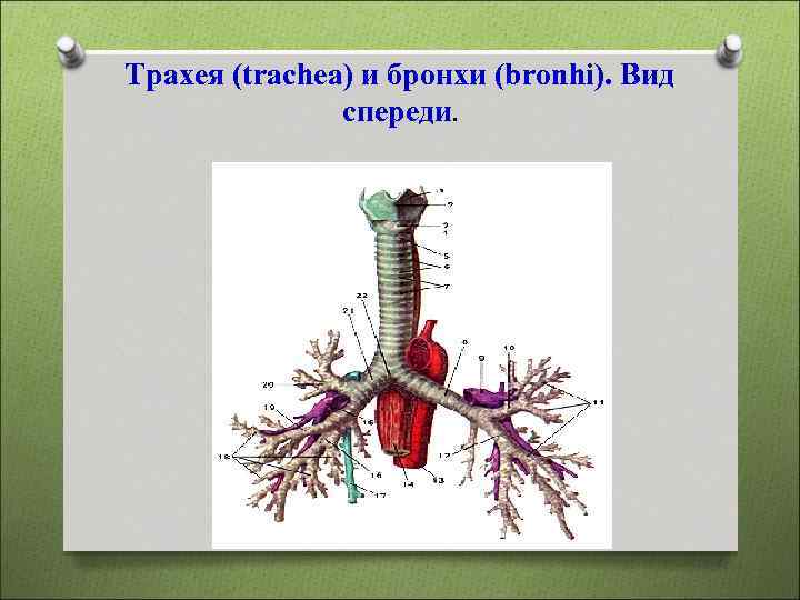 Трахея (trachea) и бронхи (bronhi). Вид спереди. 