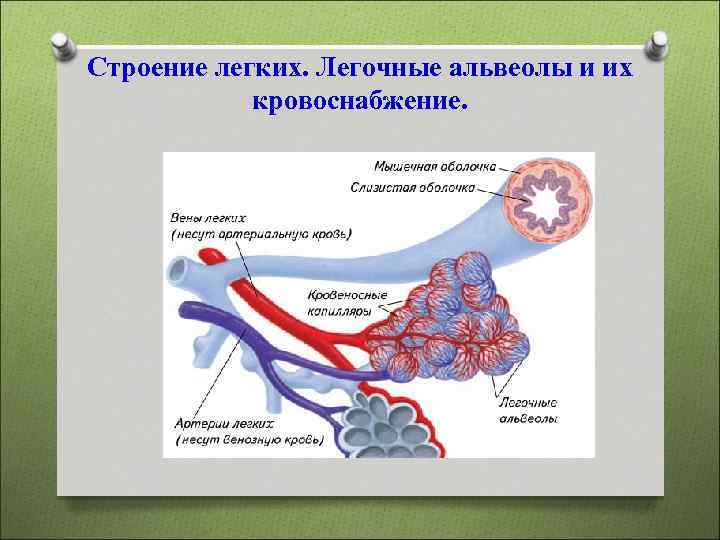 Капилляры и альвеолы легких функции. Строение легочной альвеолы. Альвеолы легких строение. Альвеолярное строение легких. Функция альвеол легких.