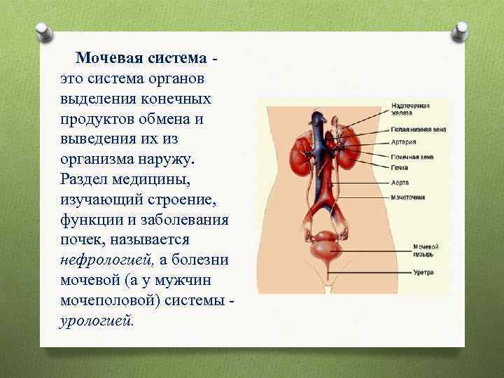 Мочевая система это система органов выделения конечных продуктов обмена и выведения их из организма