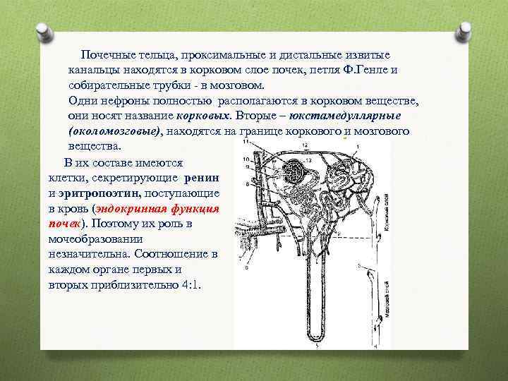 Почечные тельца, проксимальные и дистальные извитые канальцы находятся в корковом слое почек, петля Ф.