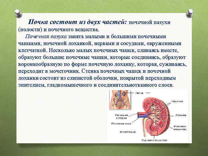 Почка состоит из двух частей: почечной пазухи (полости) и почечного вещества. Почечная пазуха занята