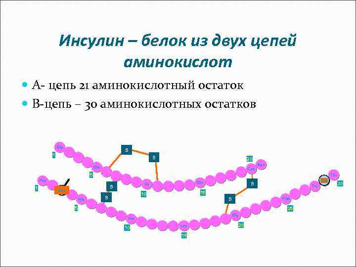 Инсулин – белок из двух цепей аминокислот А- цепь 21 аминокислотный остаток В-цепь –